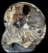 Ammonite (Hoploscaphites) Fossil - Montana #44054-1